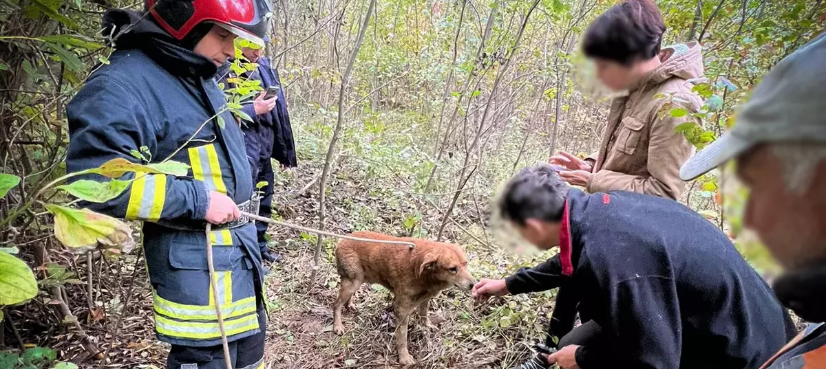 У Львові надзвичайники витягнули з 7-метрової каналізації собаку