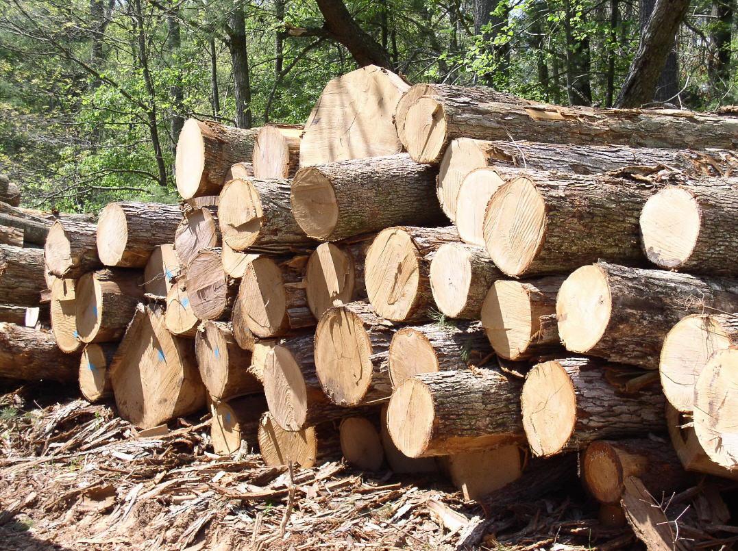 Керівництво «Галсільлісу» підозрюють у махінаціях на продажі деревини