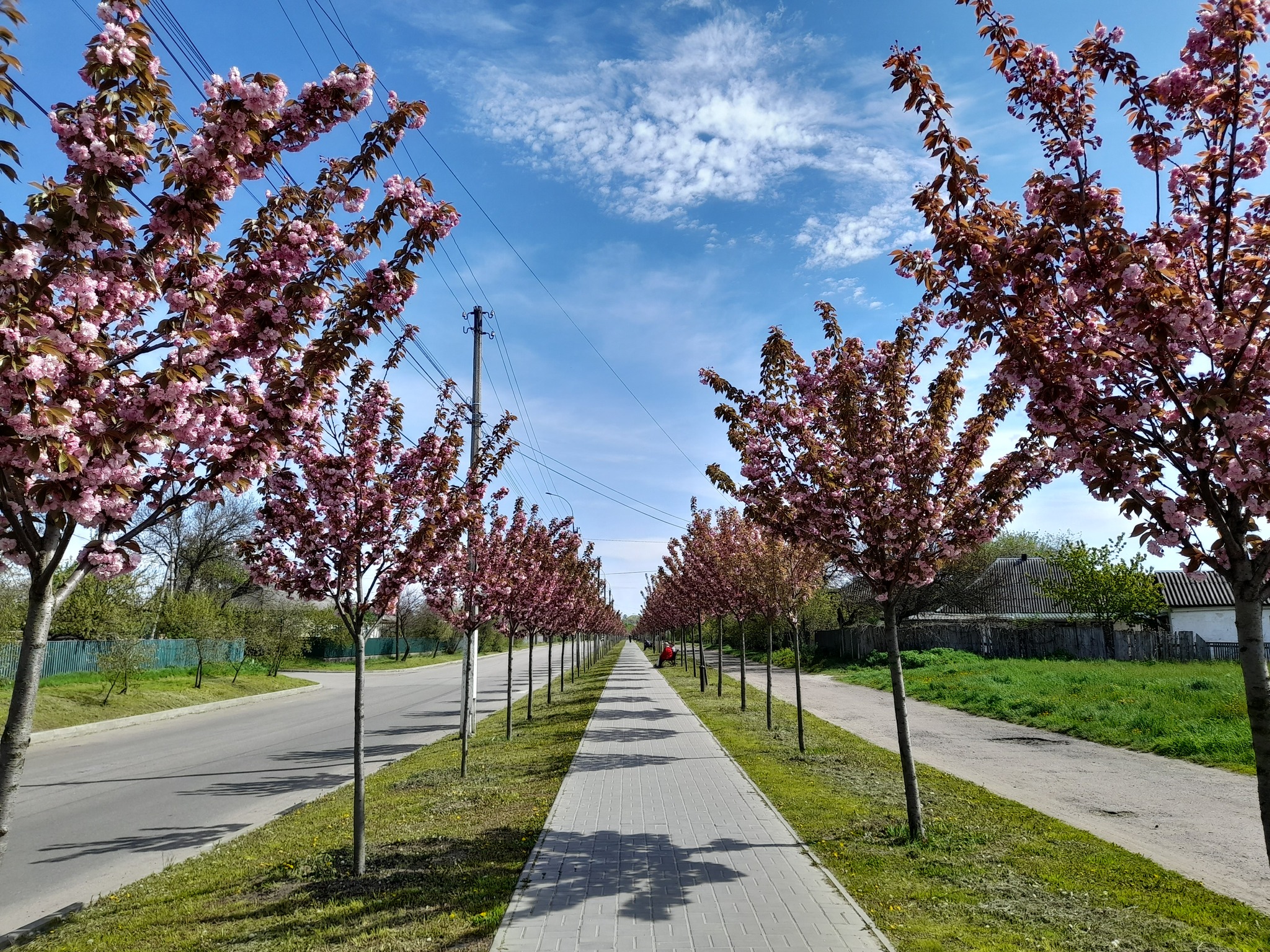 Алея буде присвячена матерям: на Львівщині охочих закликають долучитись до масштабної висадки сакур