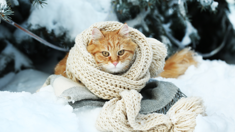 Завтра у Львові та області прогнозують невеликий сніг