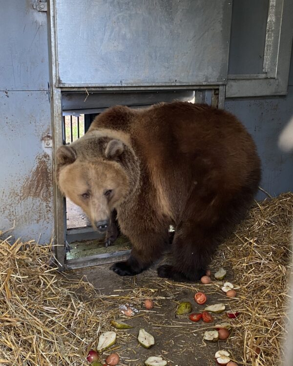 На Львівщину евакуювали двох ведмедів з Донеччини
