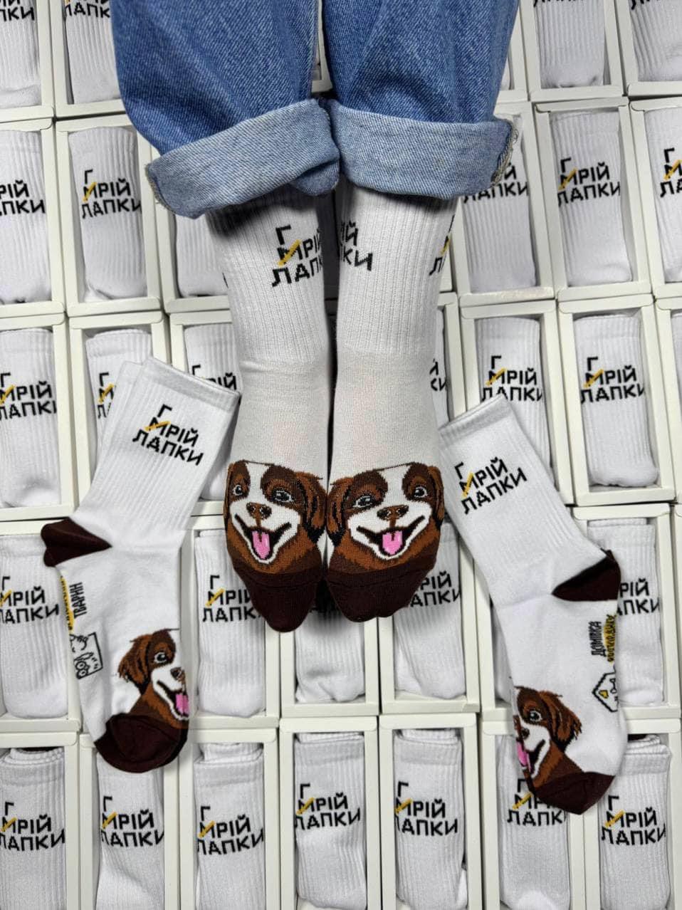 Пара шкарпеток допоможе звести дім для собак: у Львові запустили благодійну акцію на допомогу притулку