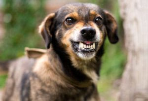 У Львові та області оголосили карантинні обмеження через випадки сказу у тварин: деталі