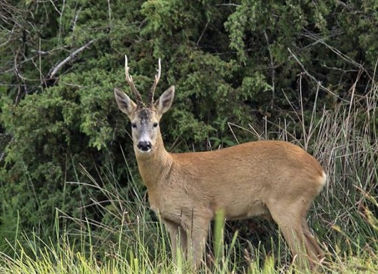 У Львівському районі викрили чотирьох мисливців, які вбили козуль
