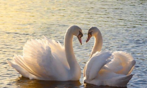 На озеро в селі на Самбірщині прилетіли лебеді: що про це кажуть орнітологи (ВІДЕО)