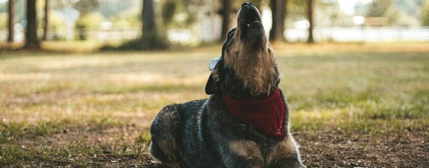 У Львові від сказу помер домашній собака: центр міста оголошено загрозливою зоною