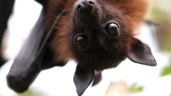 “З лісопарку їх вигнали білки та птахи”: у Львові почастішали випадки з кажанами, яких знаходять у будинках