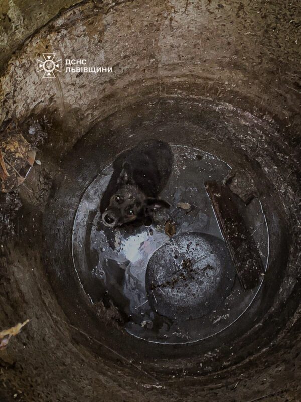 Рятувальники витягли собаку, яка впала у каналізаційний люк