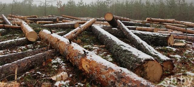 На Львівщині шукають керівника військового лісгоспу