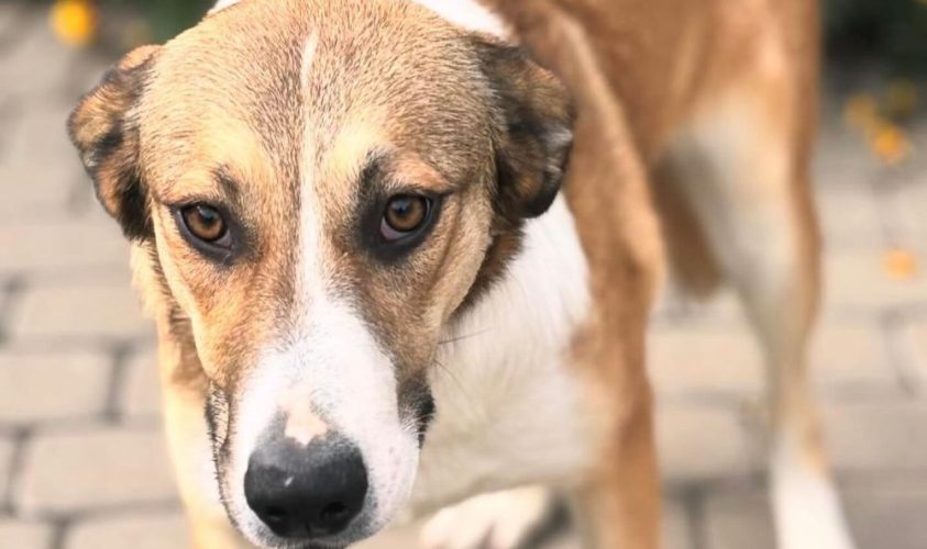 Травмовані собаки із ЛКП «Лев» чекають на своїх господарів