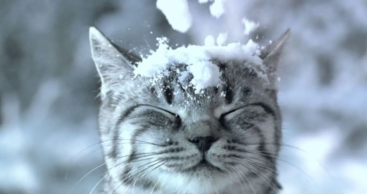 Завтра на Львівщині синоптики прогнозують мокрий сніг