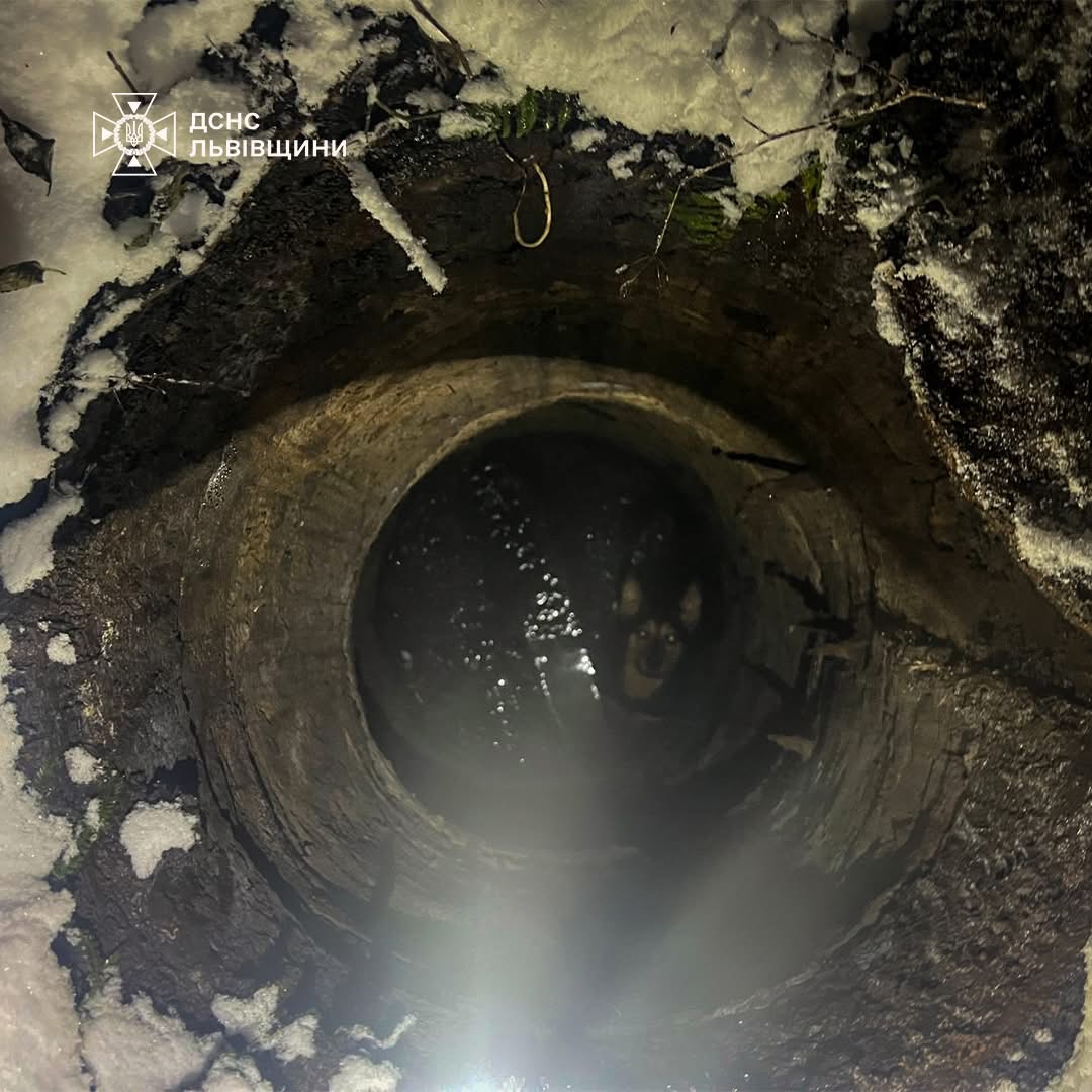 У Львові рятувальники витягнули собаку, що впала у каналізаційний колодязь