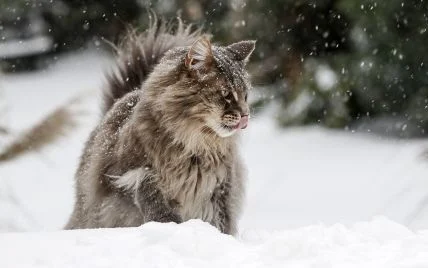 До 8° морозу: якою буде погода завтра у Львові та області