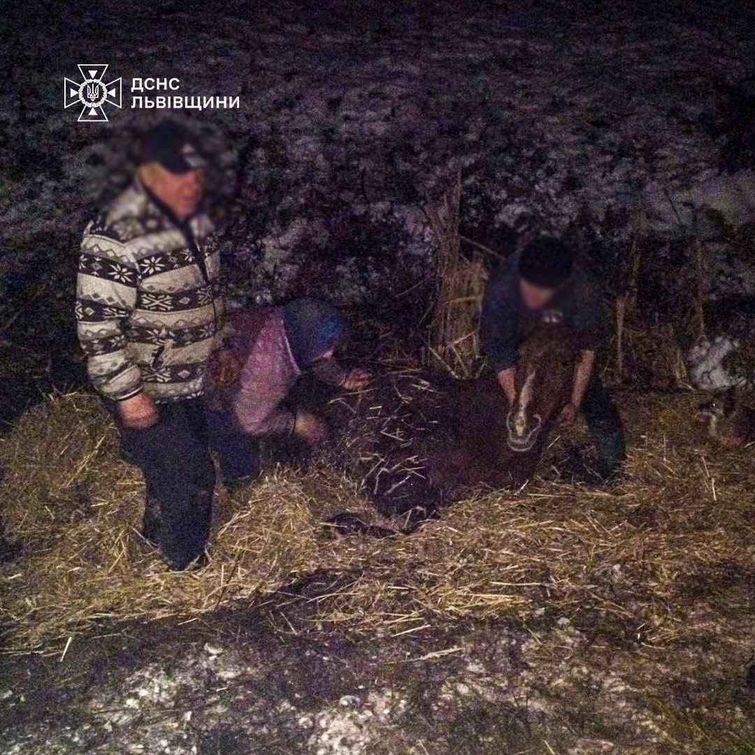 У Яворівському районі рятувальники витягнули коня, що застряг у болоті (ВІДЕО)