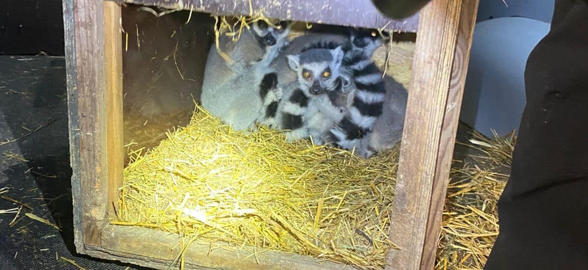 Поляк намагався незаконно вивезти з України лемурів і екзотичних птахів