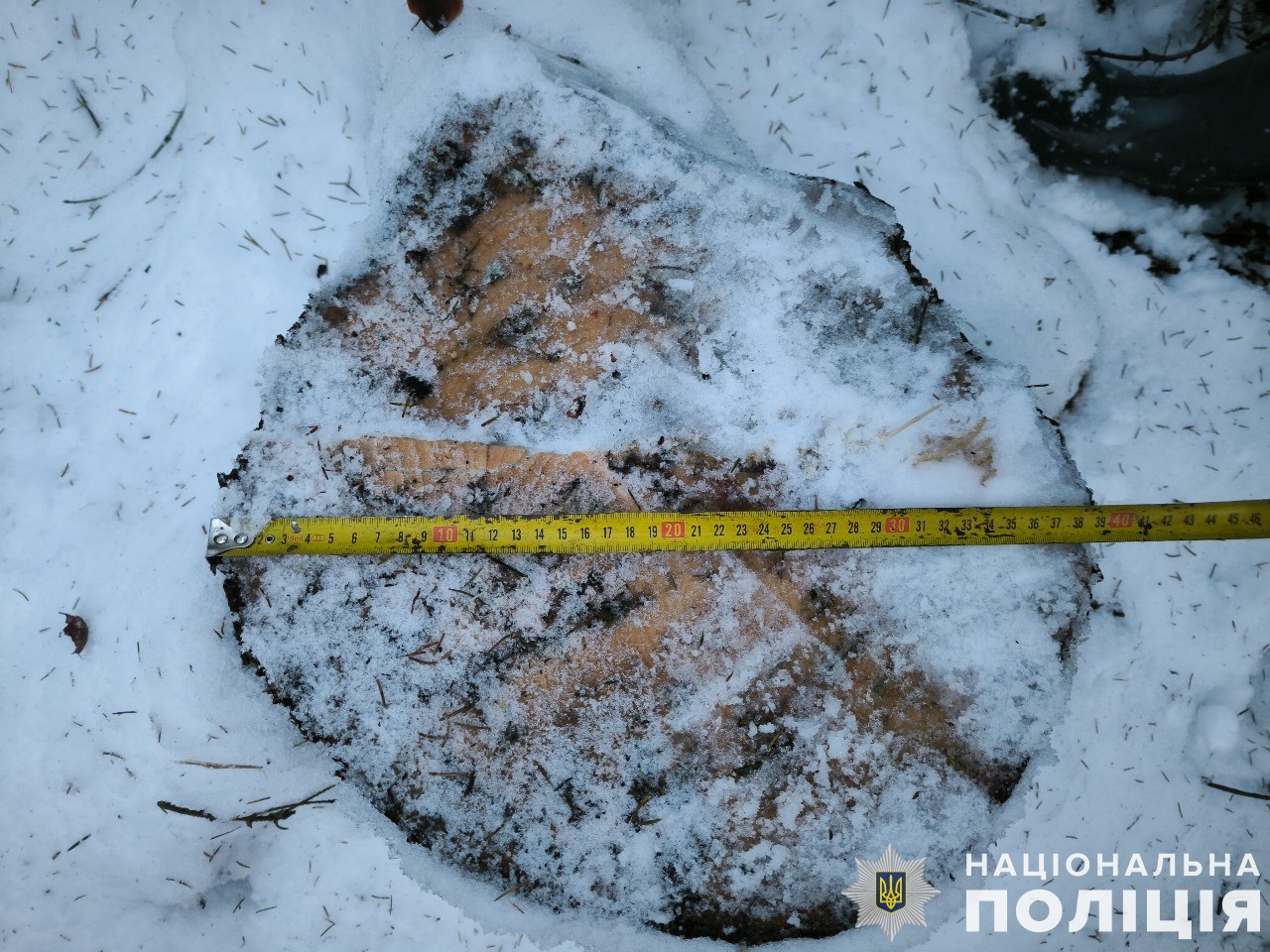 На Львівщині судитимуть 44-річного мешканця Самбірщини за незаконну вирубку лісу