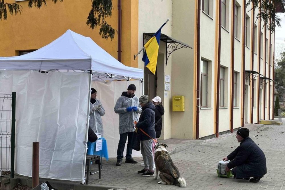 У Дублянах провакцинували понад 70 котів та собак у перший день акції