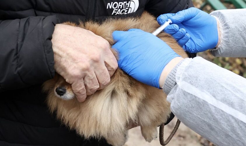 Півтори сотні котів та собак провакцинували від сказу у Дублянах