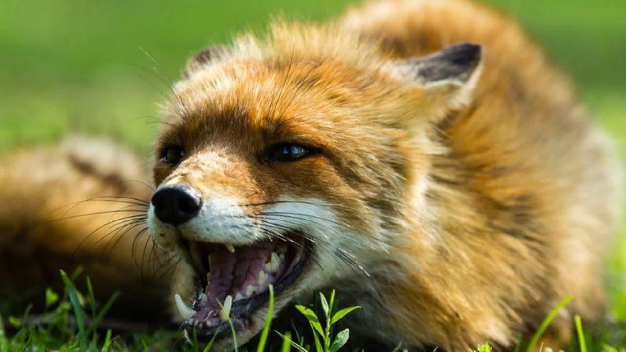 У Шептицькій громаді відстрілюватимуть диких тварин