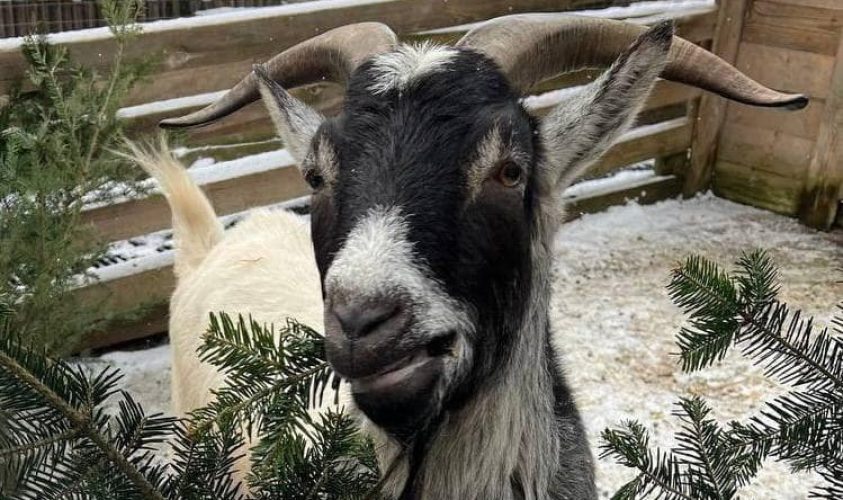 У Домівці врятованих тварин просять львівʼян приносити ялинки для годування кіз