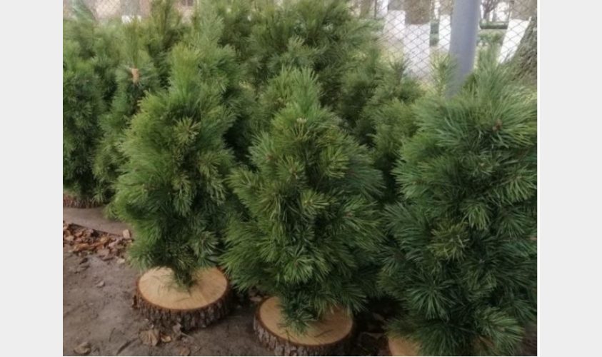 Львів’яни здали близько сім тонн ялинок на компостування: перелік адрес, куди ще можна приносити хвойні