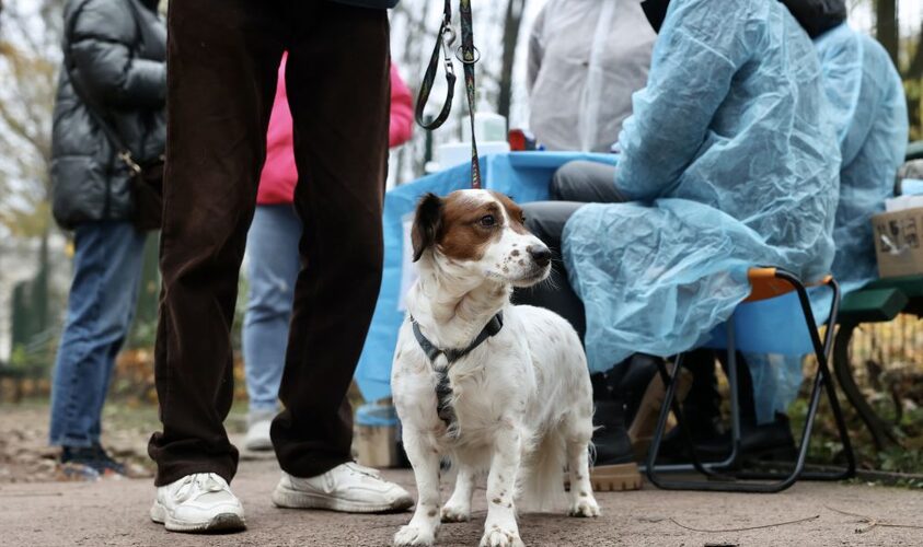 У ще одному селі Львівщини безкоштовно вакцинуватимуть домашніх тварин від сказу