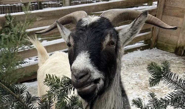 Ялинку в Домівку: мешканців Львівщини просять приносити хвою в притулок для тварин