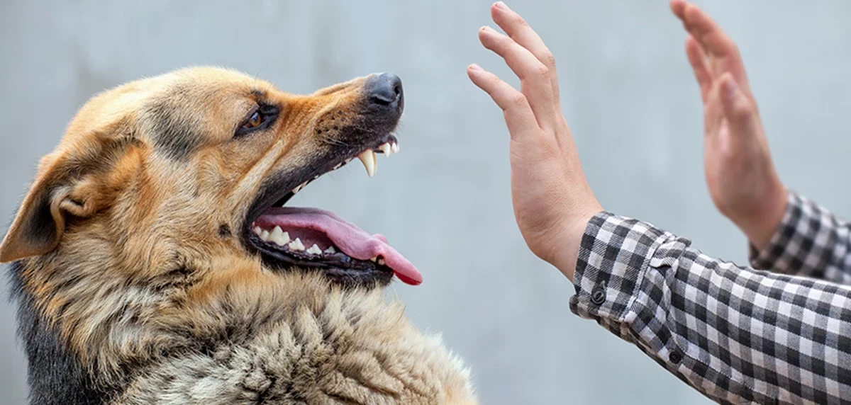 У Львові зафіксували ще один випадок сказу у собаки: тварина померла