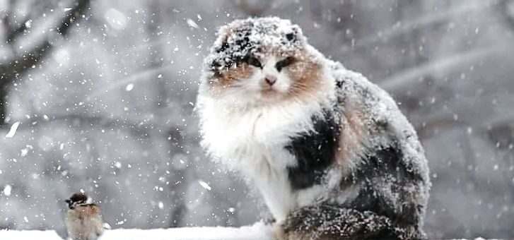 Невеликий сніг та ожеледиця: якої погоди чекати цієї неділі на Львівщині