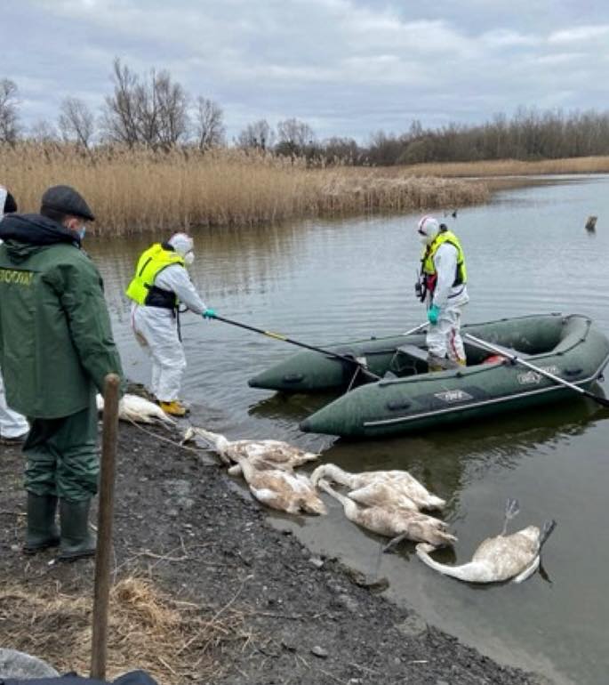 Біля Шептицького на водоймі після обстеження виявили 38 трупів загиблих лебедів