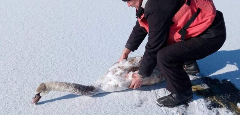 На Львівщині рятувальники визволили з крижаного полону трьох лебедів