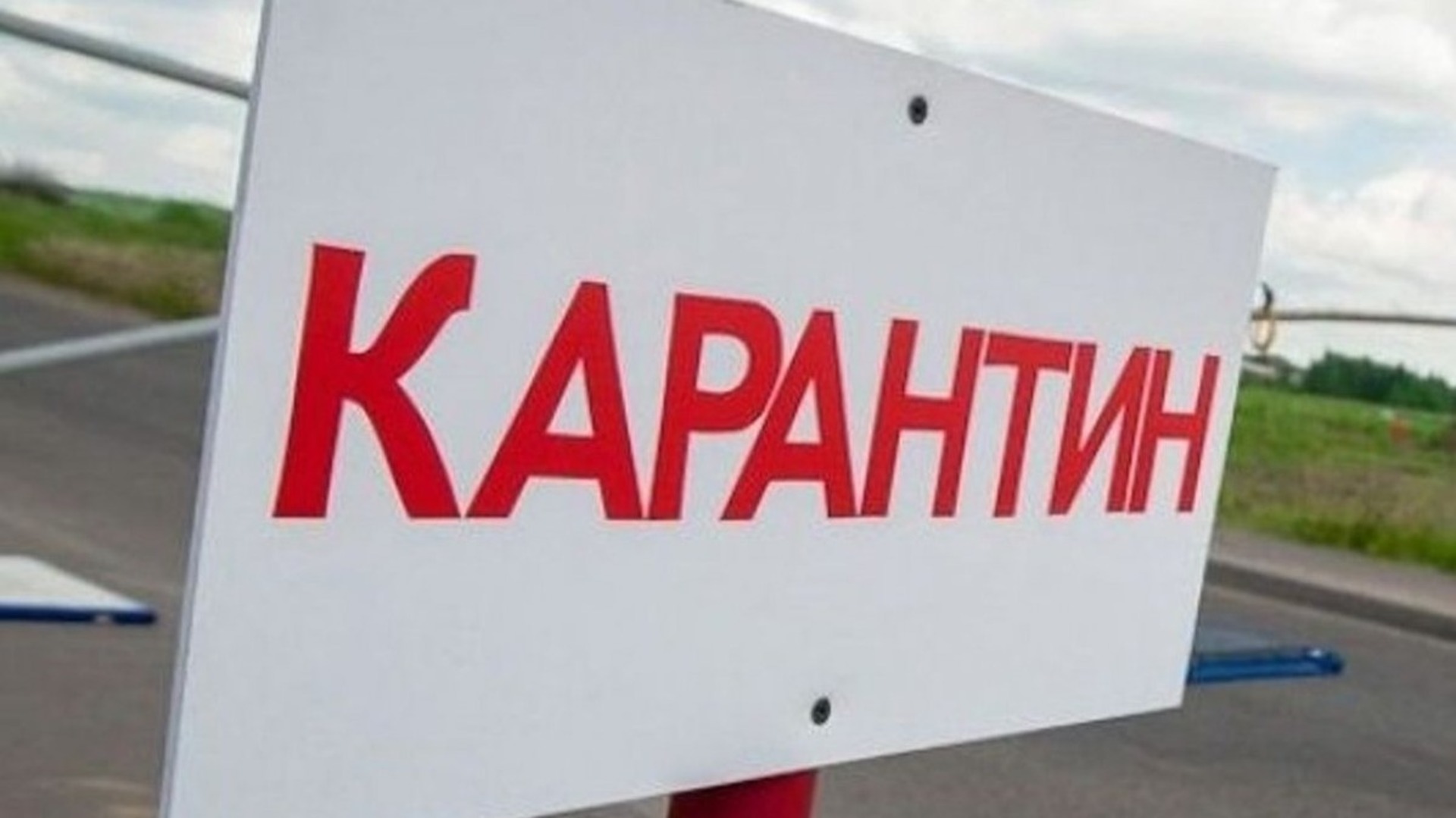 На Львівщині ввели карантин через пташиний грип у загиблих лебедів