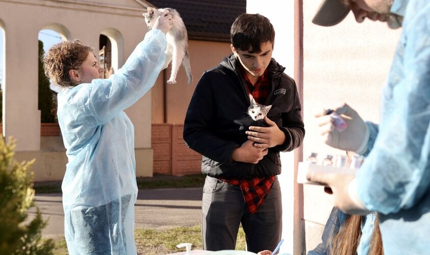 У селі Рясне-Руське безкоштовно провакцинували від сказу 66 котів та собак