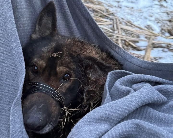 «Домівка врятованих тварин» збирає гроші на порятунок собаки