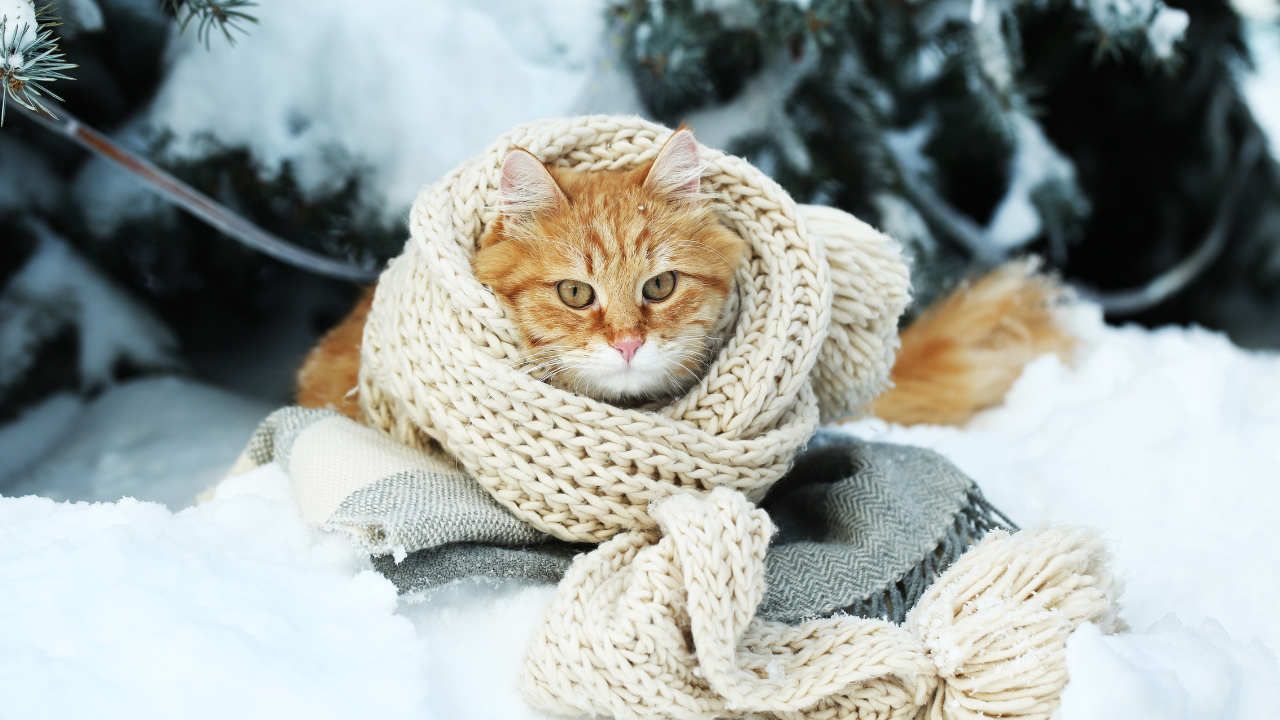 Вночі невеликий сніг: якою буде погода у понеділок на Львівщині