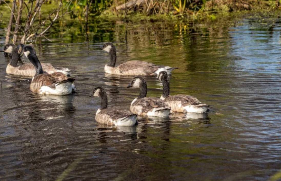 Масова загибель диких гусей на Ходорівському ставі: в чому причина