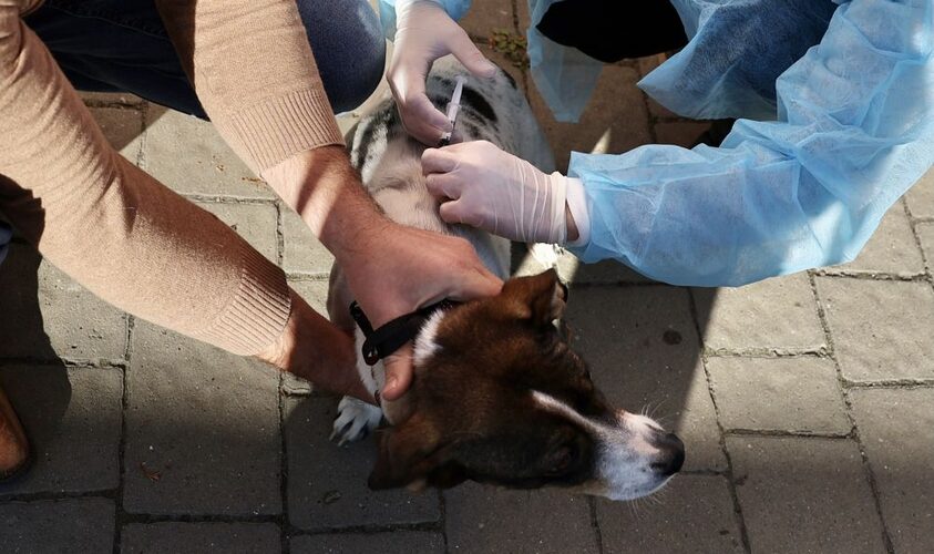 У селі Рясне-Руське безкоштовно вакцинуватимуть домашніх котів та собак