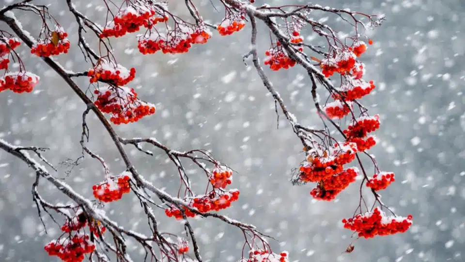 Завтра на Львівщині прогнозують сніг і мороз