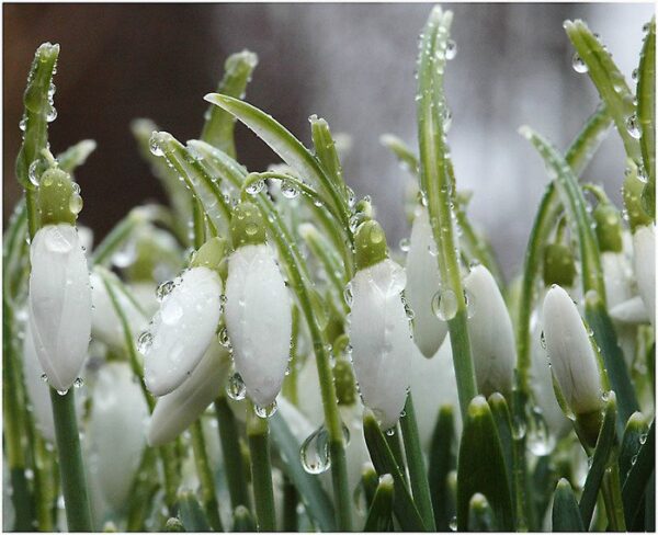 Синоптики розповіли, якою буде погода на Львівщині 23 березня