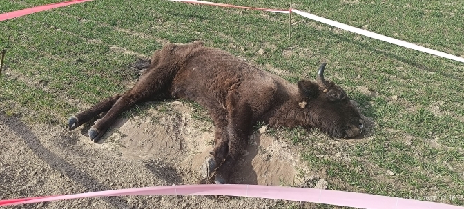 На Золочівщині виявили тяжко хвору самицю зубра