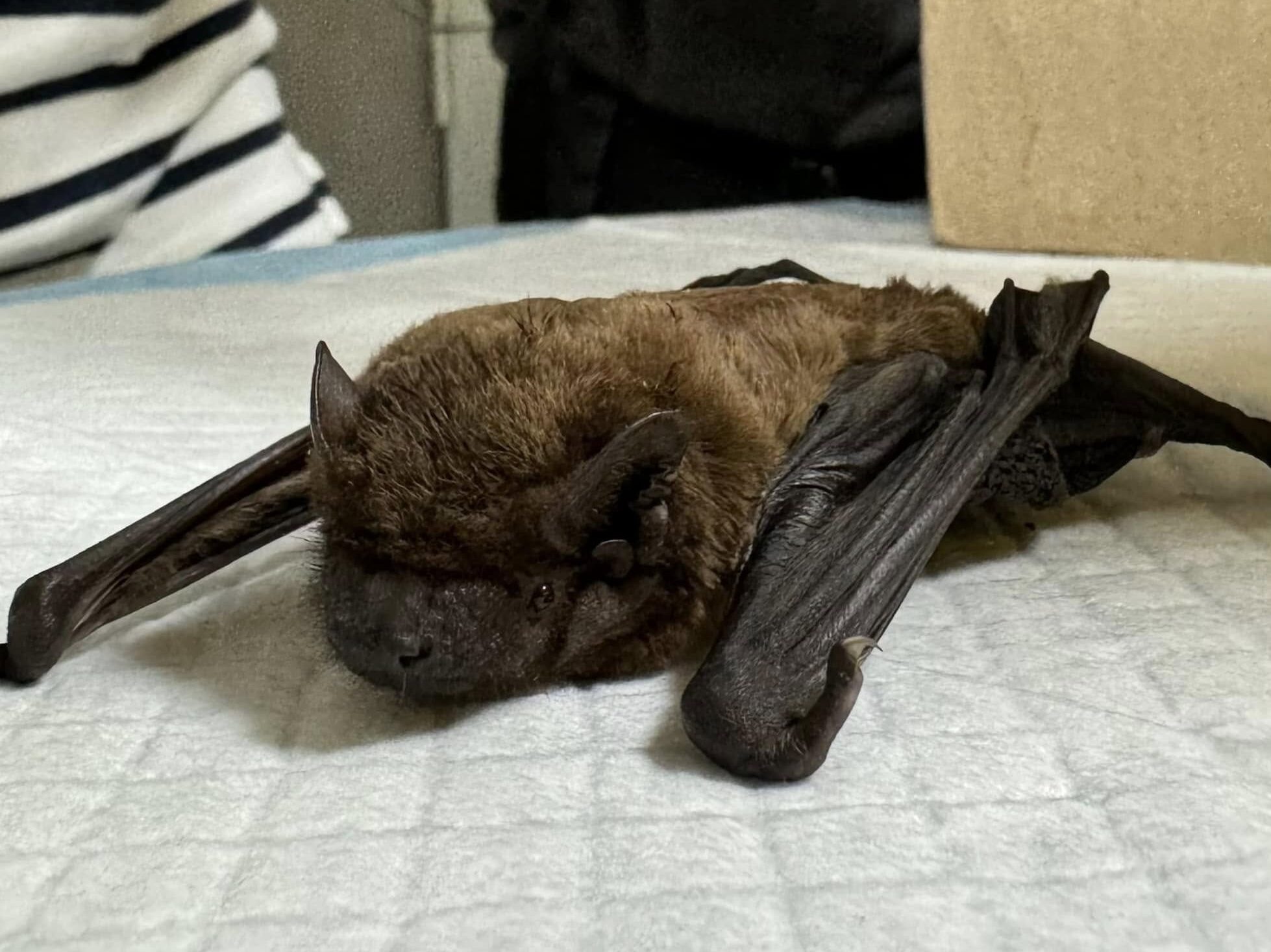 У Львові випустять на волю рекордну кількість кажанів