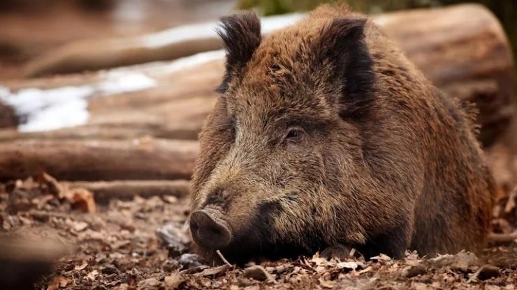 Держава виплачуватиме винагороду за знайдені трупи диких кабанів: деталі