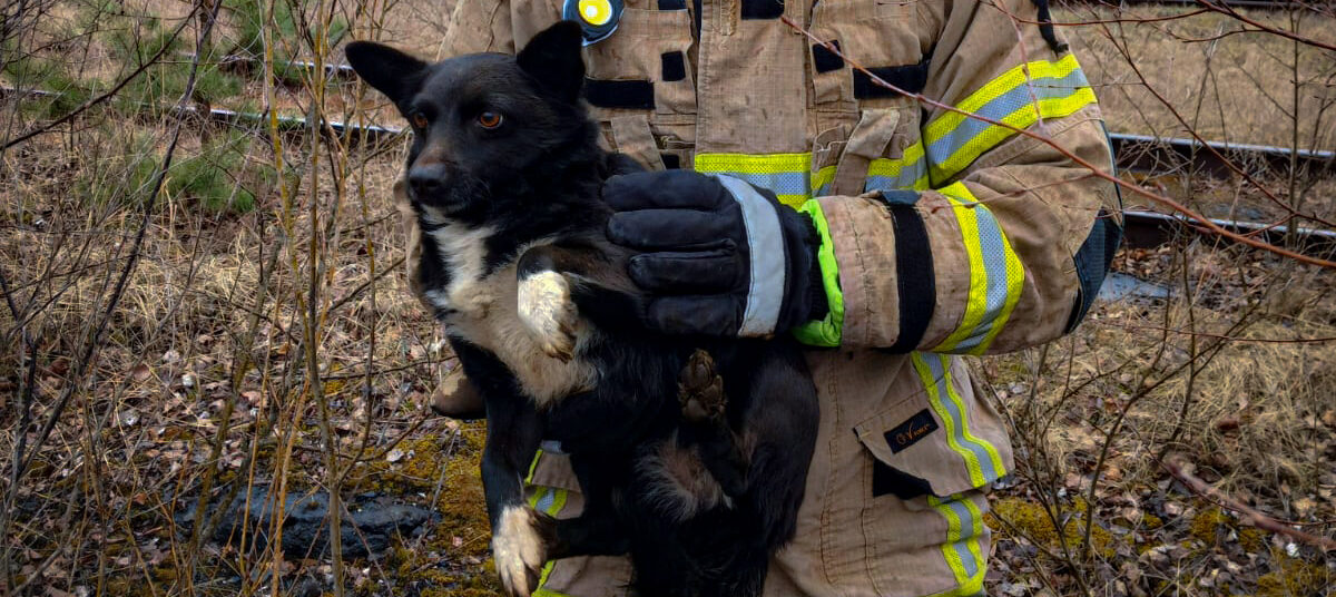На Львівщині рятувальники визволили собаку, який впав у глибоку бочку