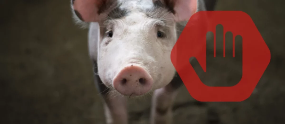 На Львівщині вводять карантин через спалах африканської чуми серед свиней