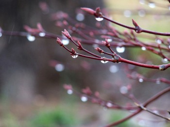 Дощ і грози прогнозують на завтра у Львівські області