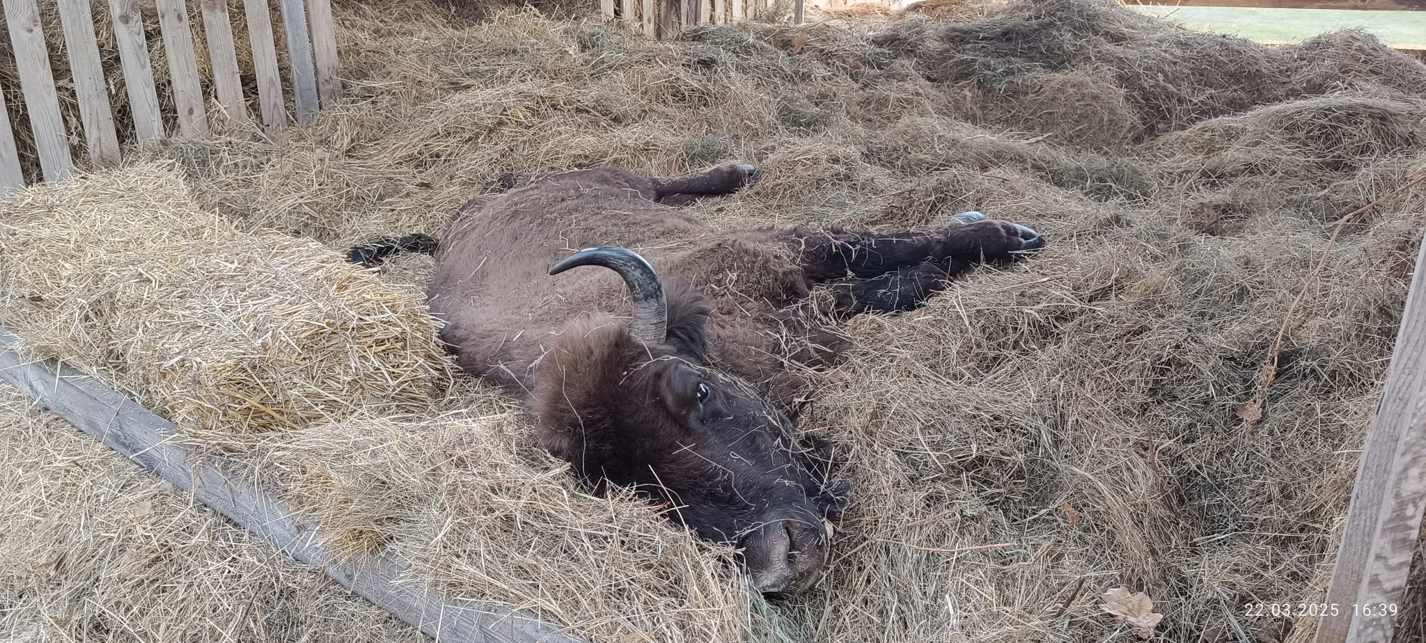 Померла самиця зубра, яку днями знайшли в полі на Львівщині