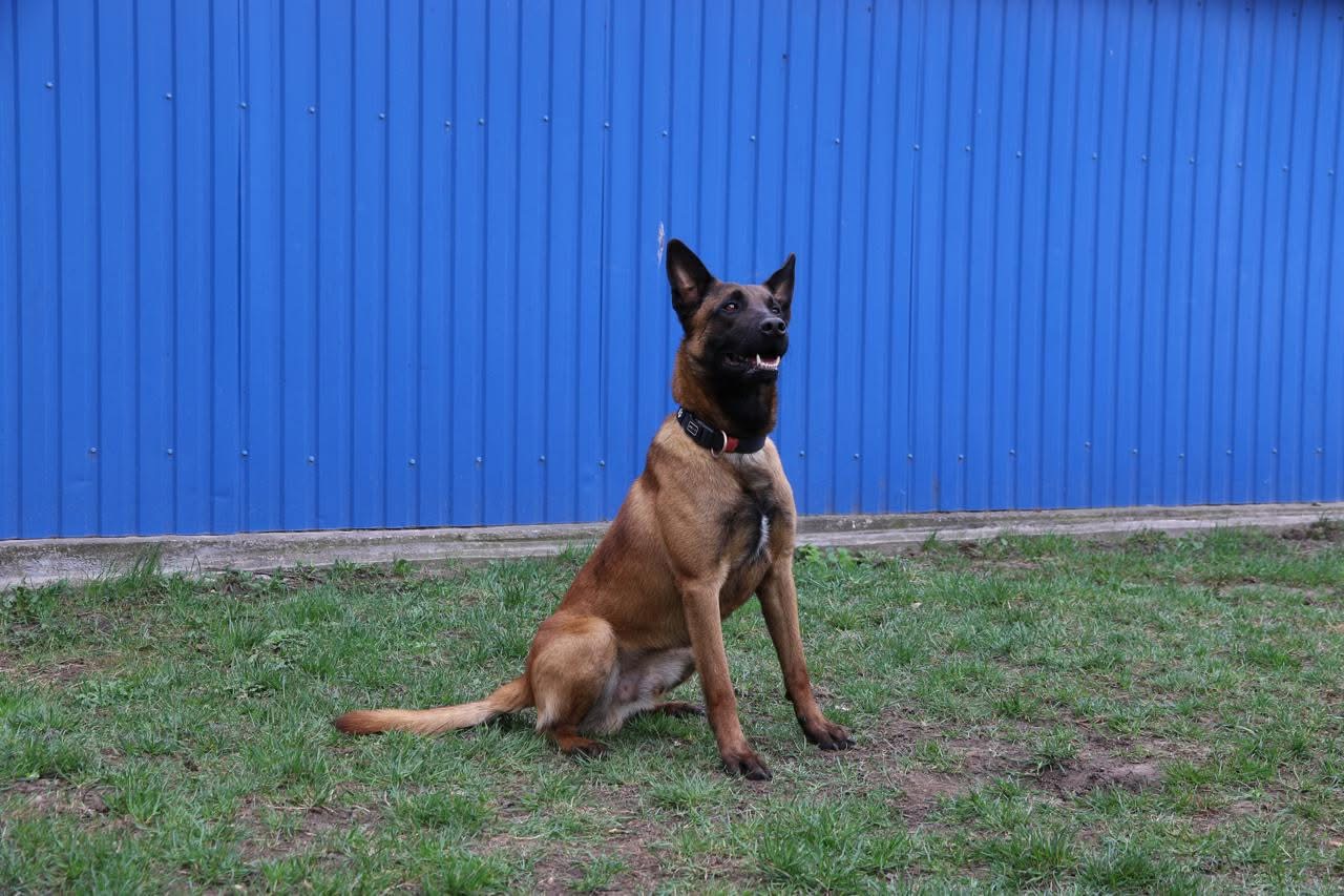 На кордоні з Польщею службовий собака викрив перевізників зброї та наркотиків