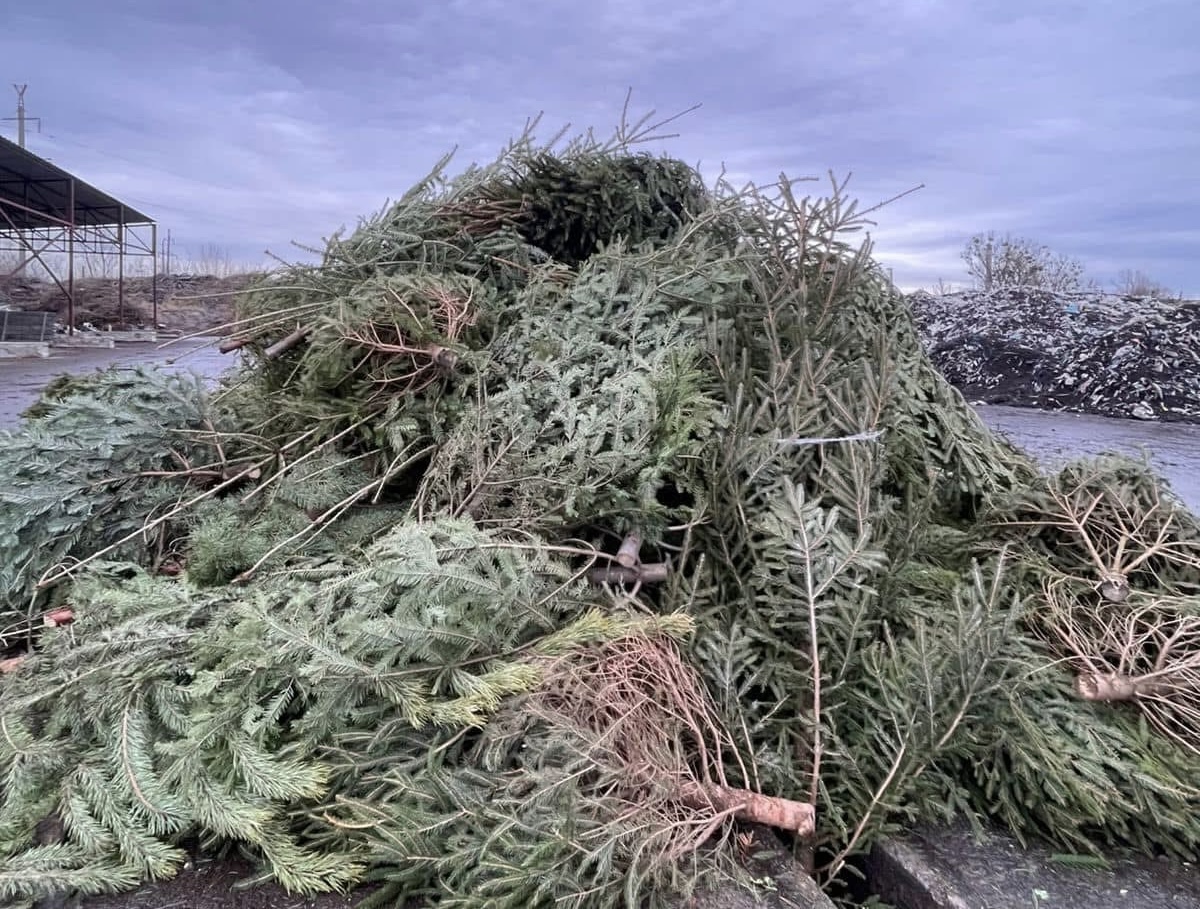 Львів’яни здали рекордну кількість ялинок для компостування