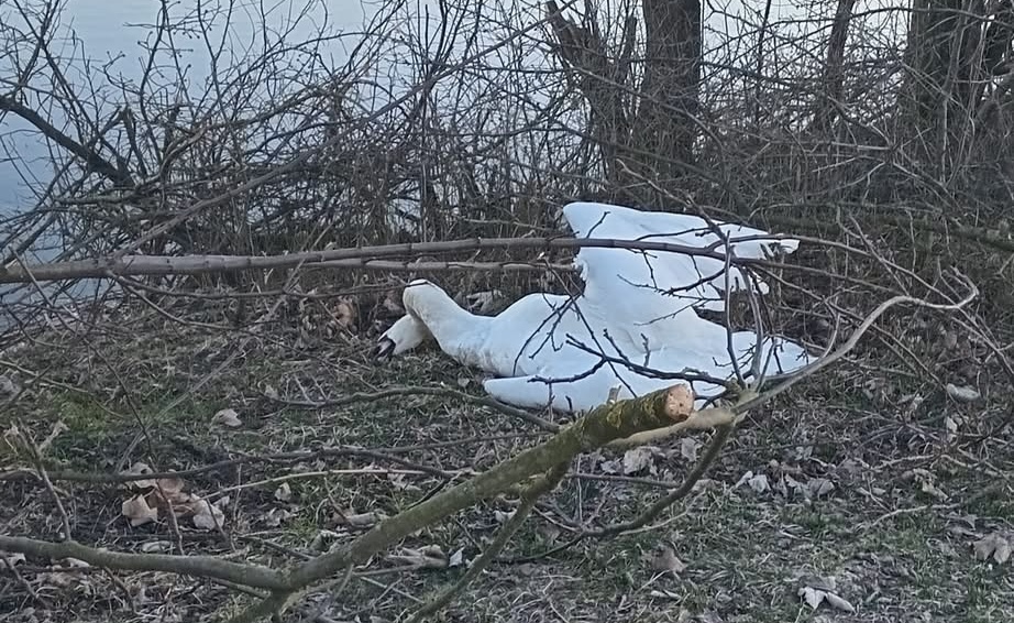 У Городку на ставі виявили другого мертвого лебедя за тиждень: причина