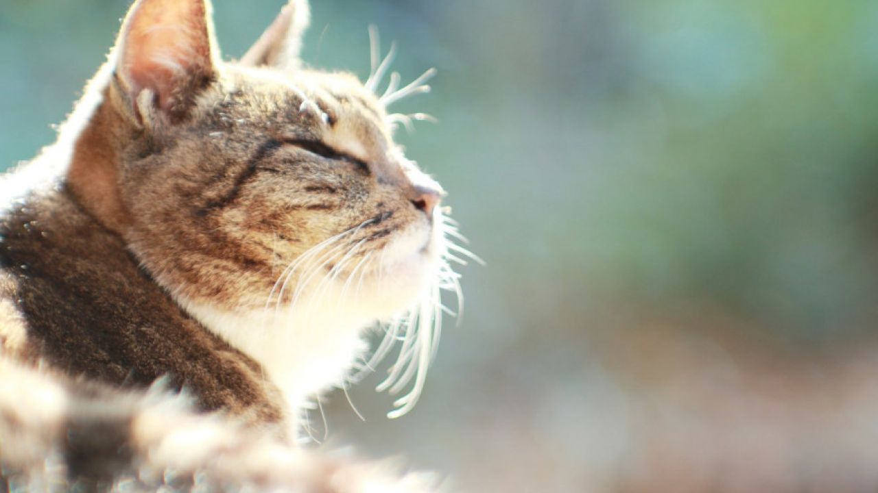 Синоптики прогнозують завтра на Львівщині 16° тепла